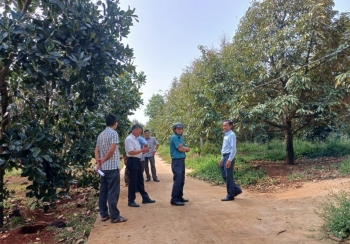 Huyện Đắk R’lấp, Đắk Nông công nhận “Vườn mẫu - Rẫy mẫu ” cho nông dân