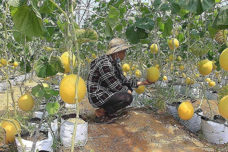 Sản phẩm OCOP 