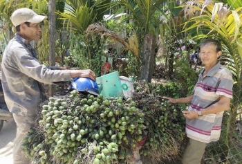 Giá cau tươi An Lão tăng vọt, người nông dân"vừa mừng vừa lo"