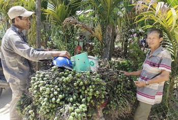 Giá cau tươi An Lão tăng vọt, người nông dân