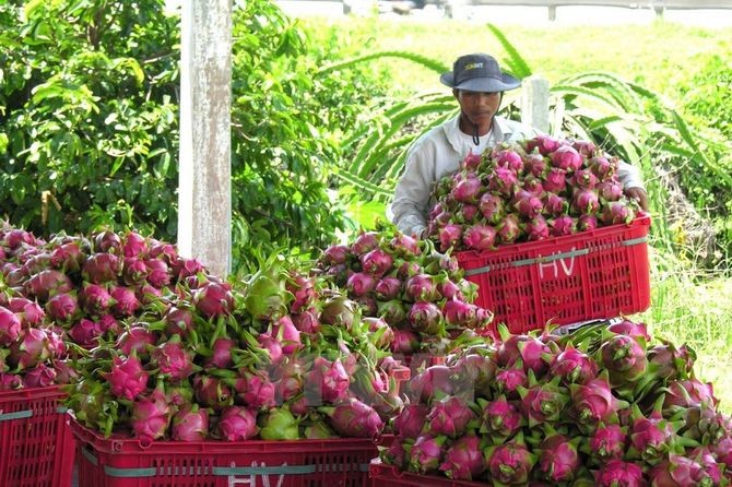 Thủ phủ thanh long miền Tây trong 