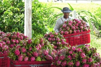 Thủ phủ thanh long miền Tây trong "cơn bão" giảm giá