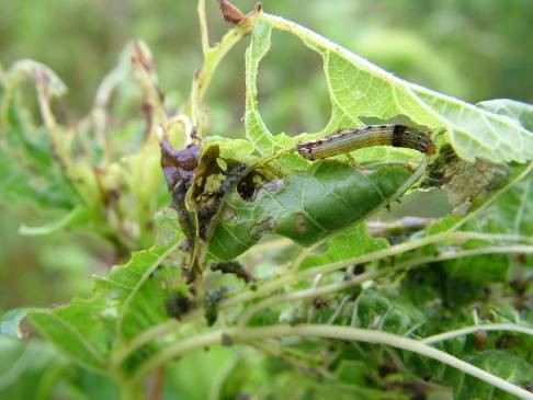 Lâm Đồng: Thực hiện các giải pháp phòng trừ sâu ăn lá hại cây dâu tằm