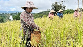 Giá lúa gạo hôm nay 1/8: Tăng nhẹ tại Đồng bằng sông Cửu Long