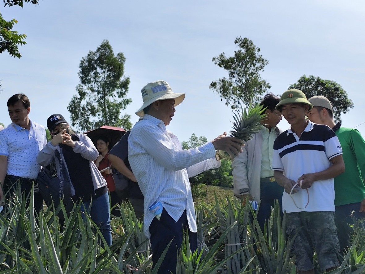 Thấy cây dứa là nông dân phấn khởi lắm.