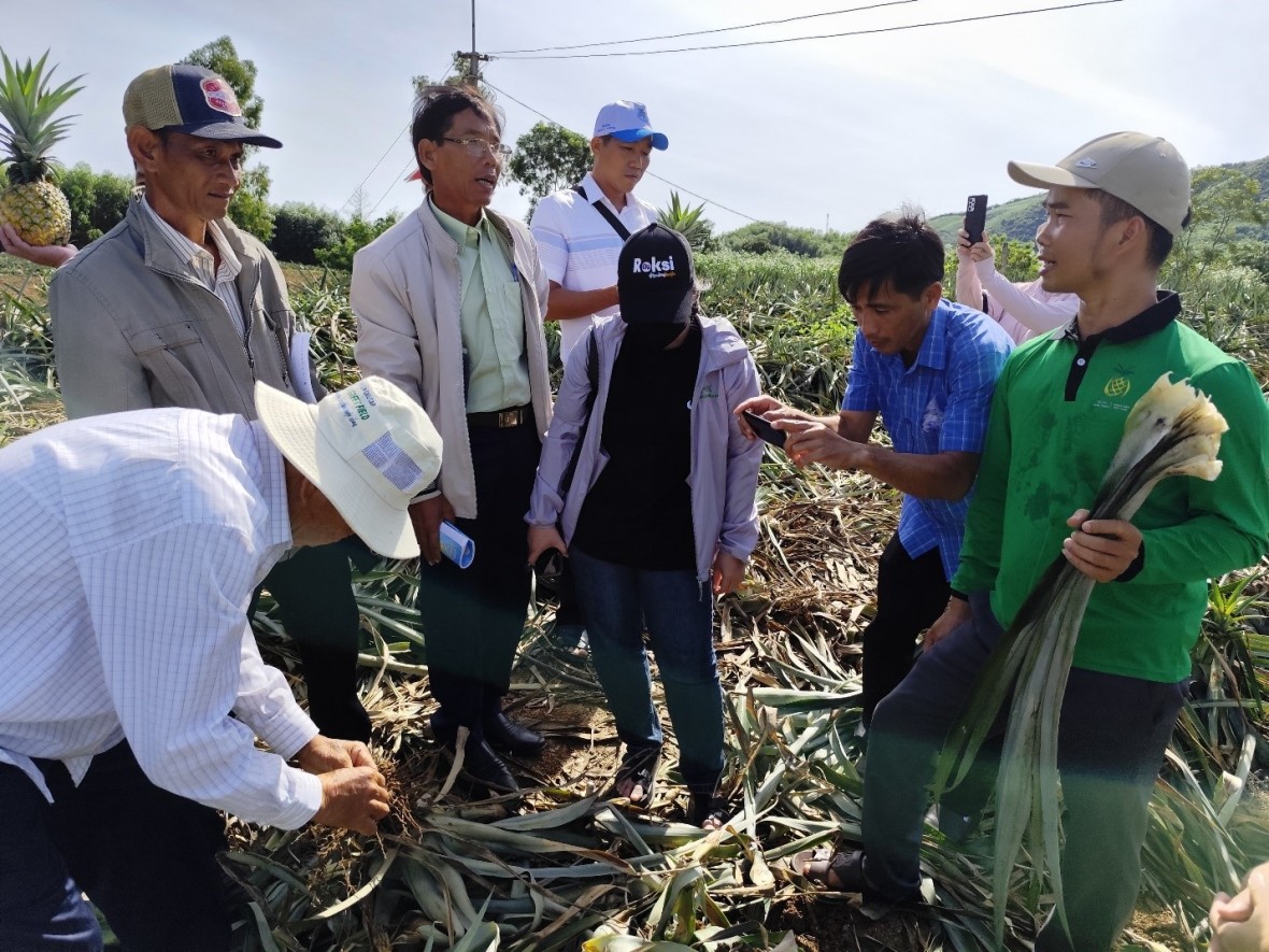 Nông dân trồng dứa hữu cơ và con đường học hỏi không ngừng nghỉ