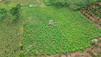 "Mỏ vàng xanh" cho nông dân trên đất Hòa Bình