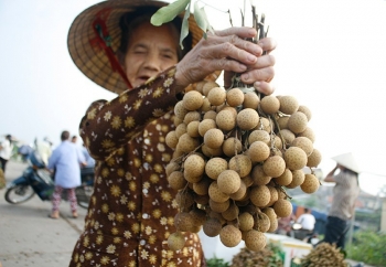 Hưng Yên: Mùa nhãn bội thu, đặc sản "cháy hàng"