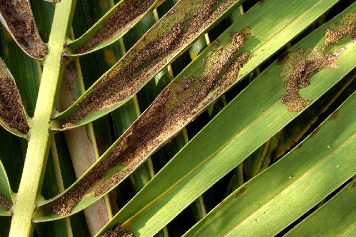 Dịch sâu đầu đen tàn phá dừa Tiền Giang