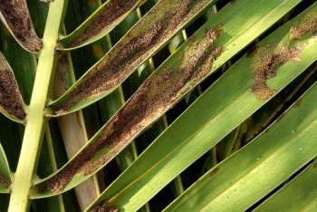 Dịch sâu đầu đen tàn phá dừa Tiền Giang