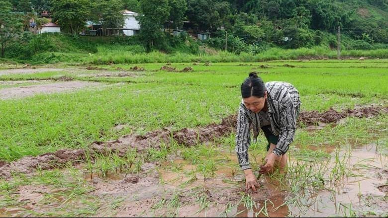 Sơn La khẩn trương khôi phục sản xuất rau sau mưa lũ