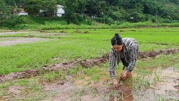 Sơn La khẩn trương khôi phục sản xuất rau sau mưa lũ