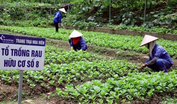 Định hướng nông nghiệp hữu cơ Hà Nội