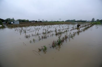 Hà Nội mất trắng hàng trăm hecta lúa và rau màu