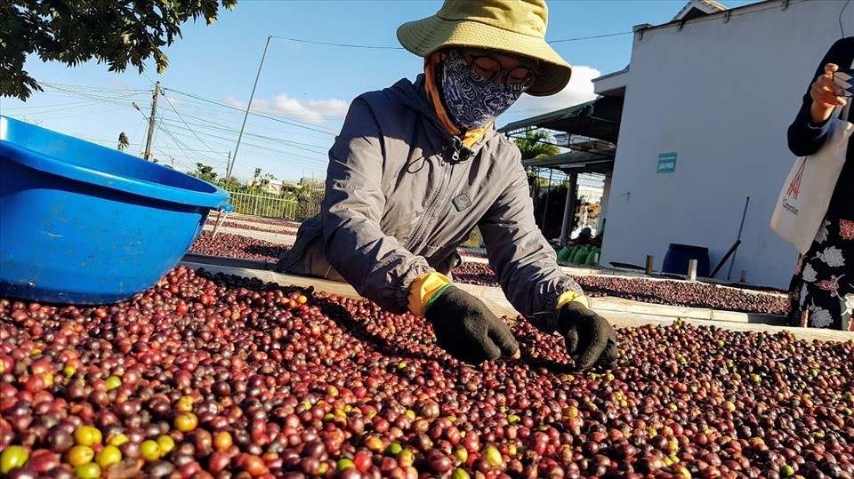 Cà phê Việt: Xuất khẩu tăng vọt, nhập khẩu vẫn "đau đầu"