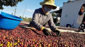 Cà phê Việt: Xuất khẩu tăng vọt, nhập khẩu vẫn 