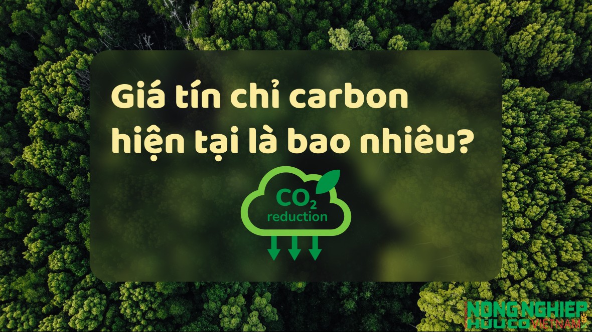 Giá tín chỉ carbon hiện tại thế nào?