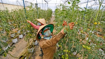 Công nghệ cao thúc đẩy phát triển nông nghiệp tập thể