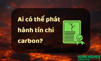 Tổ chức nào phát hành tín chỉ carbon?