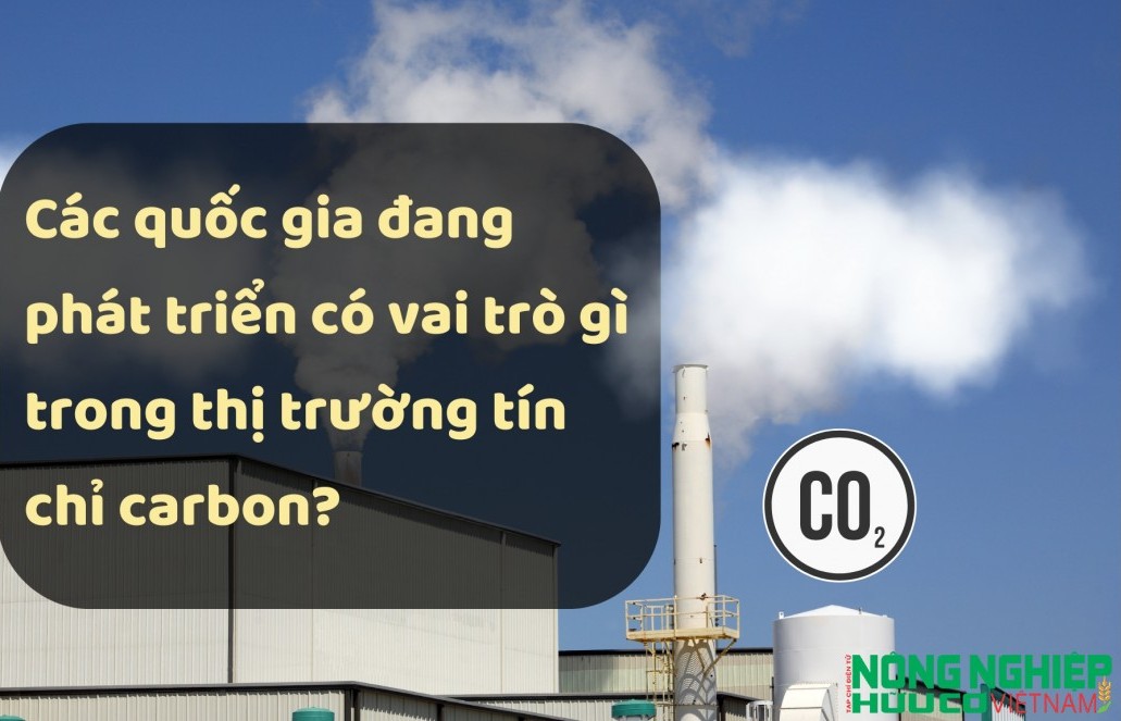 Các quốc gia đang phát triển có vai trò gì trong thị trường tín chỉ carbon?