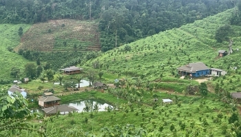 Huyện Tuy Đức (Đắk Nông): Xử phạt trường hợp tự ý chuyển đổi đất rừng sản xuất