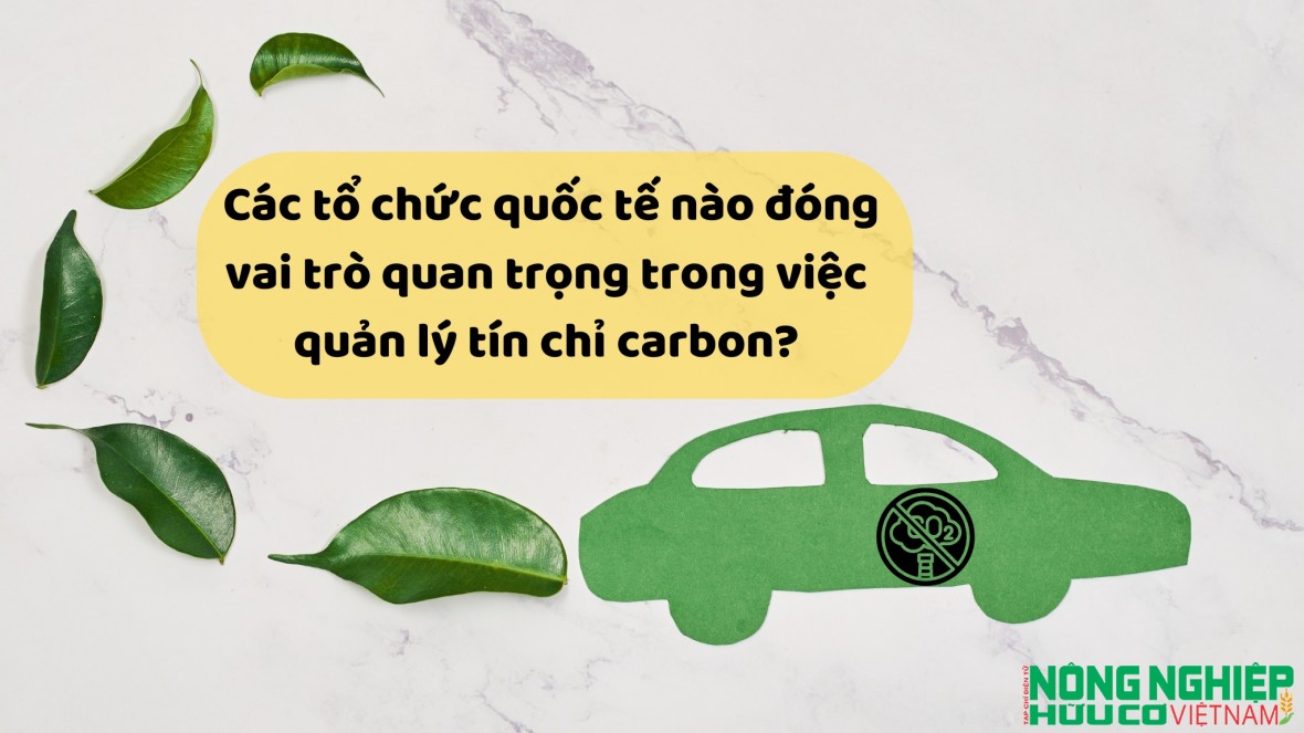 Các tổ chức quốc tế nào đóng vai trò quan trọng trong việc quản lý tín chỉ carbon?