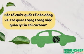 Các tổ chức quốc tế nào đóng vai trò quan trọng trong việc quản lý tín chỉ carbon?