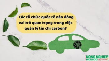 Các tổ chức quốc tế nào đóng vai trò quan trọng trong việc quản lý tín chỉ carbon?