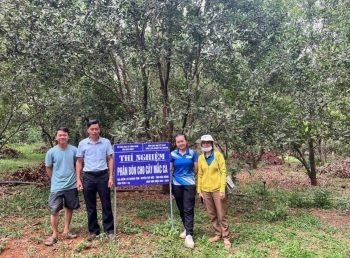 Loay hoay tìm lời giải bài toán "đầu ra" cho sản phẩm Mắc ca