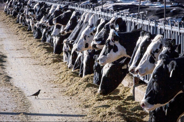 Cúm gia cầm H5N1 tại Mỹ có nguy cơ lây nhiễm sang người