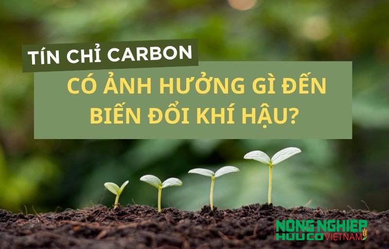 Tín chỉ carbon có ảnh hưởng gì đến biến đổi khí hậu?