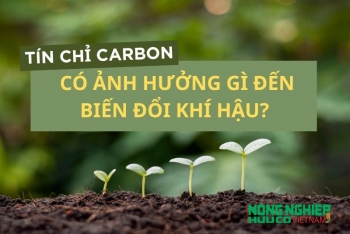 Tín chỉ carbon có ảnh hưởng gì đến biến đổi khí hậu?