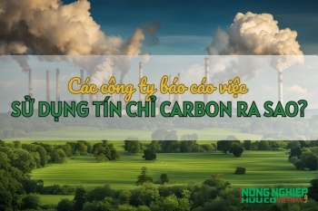 Các công ty báo cáo việc sử dụng tín chỉ carbon ra sao?