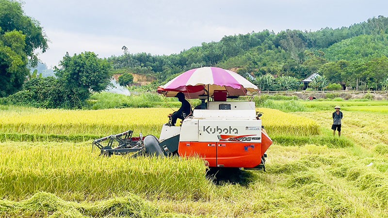 Quảng Bình: Năng suất ước tính đạt 23,4tạ/ha trong vụ lúa hè-thu