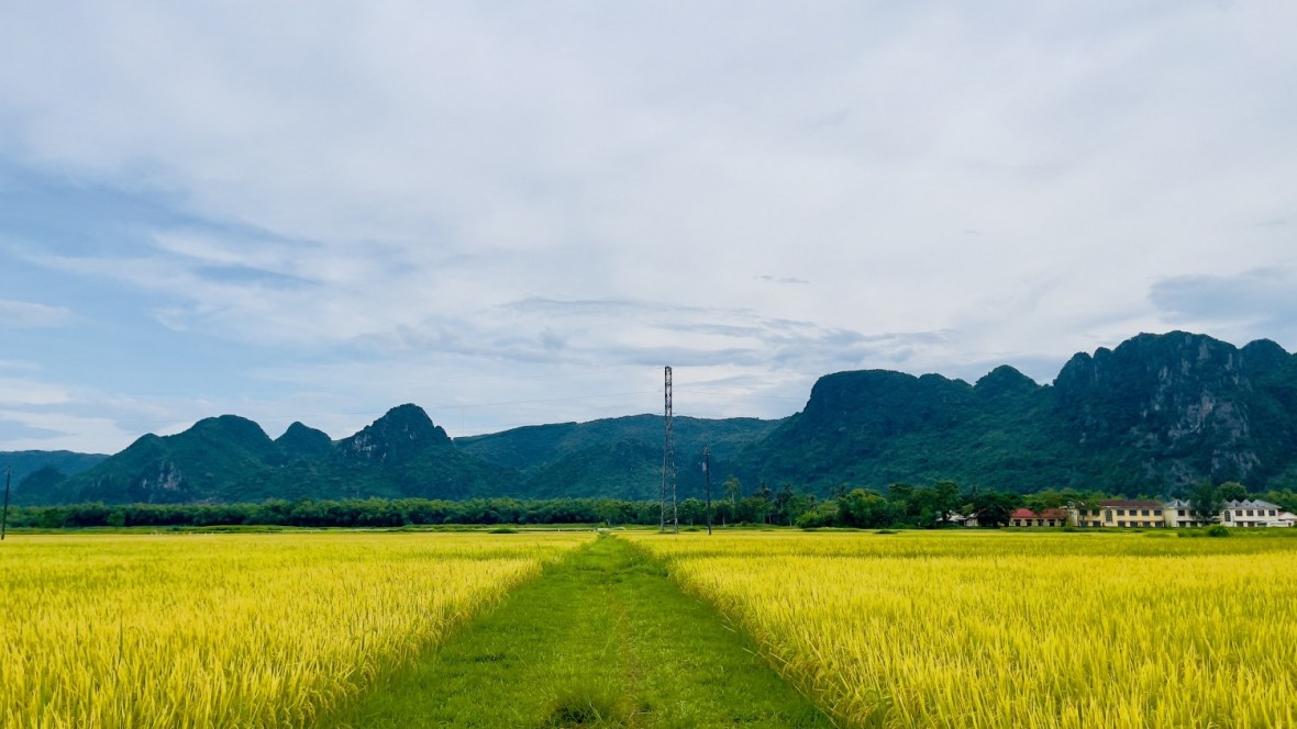 Quảng Bình: Năng suất ước tính đạt 23,4tạ/ha trong vụ lúa hè-thu