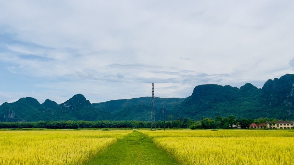 Quảng Bình: Năng suất ước tính đạt 23,4tạ/ha trong vụ lúa hè-thu