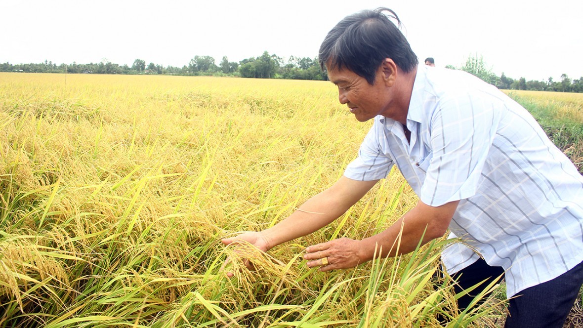 Nông dân Đồng bằng sông Cửu Long "hái ra tiền" từ... không khí