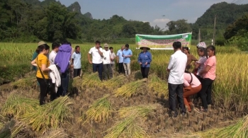 Dự án CSSP: Đòn bẩy phát triển kinh tế nông thôn Hà Quảng