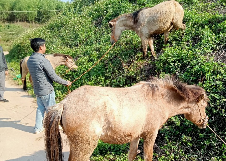 Huyện Lục Nam thoát nghèo nhờ nông nghiệp