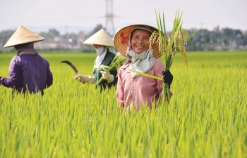 Nông dân hướng tới sản xuất xanh trong ngành lúa gạo