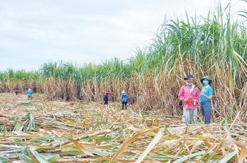 Mía đường Gia Lai "ngọt" hơn bao giờ hết