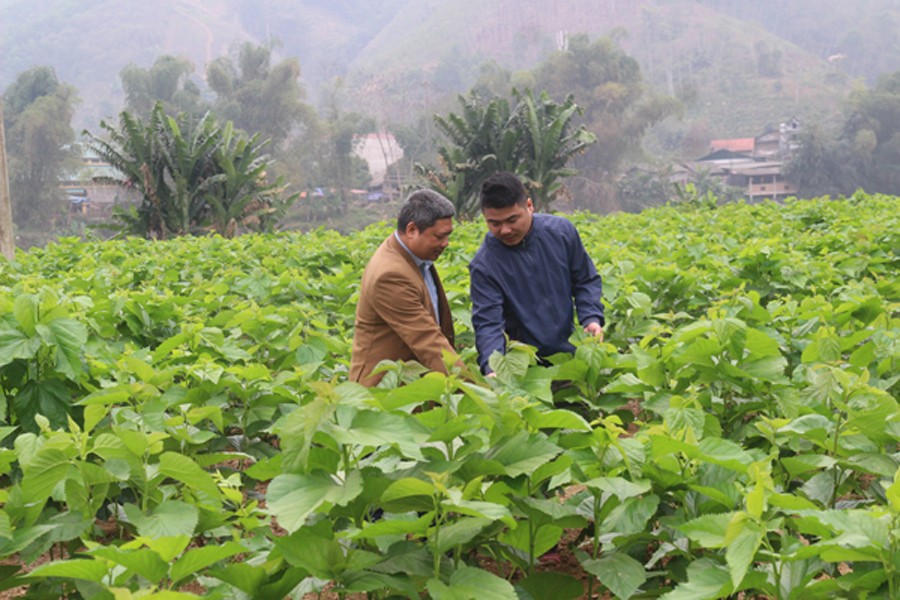 Bảo Yên: Nghề dâu tằm hồi sinh, thắp sáng triển vọng kinh tế