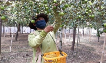 Huyện Tuy Phong làm giàu từ nông nghiệp