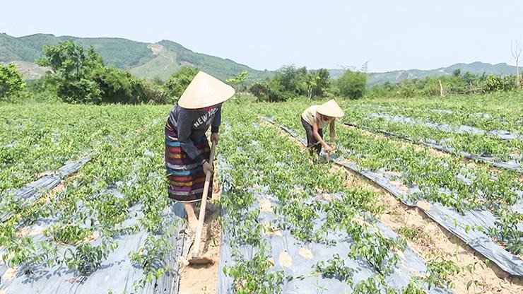 Cam Lộ: Phát triển kinh tế toàn diện, công nghiệp và nông nghiệp song hành