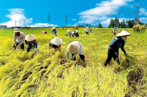 ĐBSCL: Hành trình đưa nông nghiệp trở thành 'đầu tàu' kinh tế