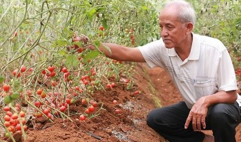 Đắk Nông: Tập trung đẩy mạnh phát triển nông nghiệp công nghệ cao