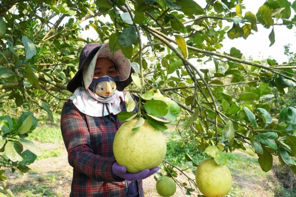 Tây Ninh: Vượt lên thách thức, bứt phá xuất khẩu nông sản công nghệ cao