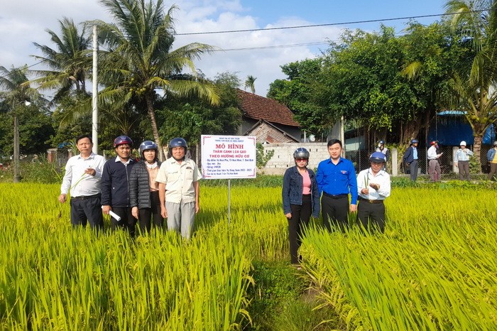 Bình Định hiện đang nở rộ những mô hình sản xuất nông nghiệp hữu cơ, từ cây lúa đến cây ăn quả và rau màu. (Ảnh: https://binhdinh.gov.vn)