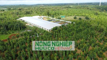 Đề nghị xử phạt trại heo xả thải gây ô nhiễm môi trường