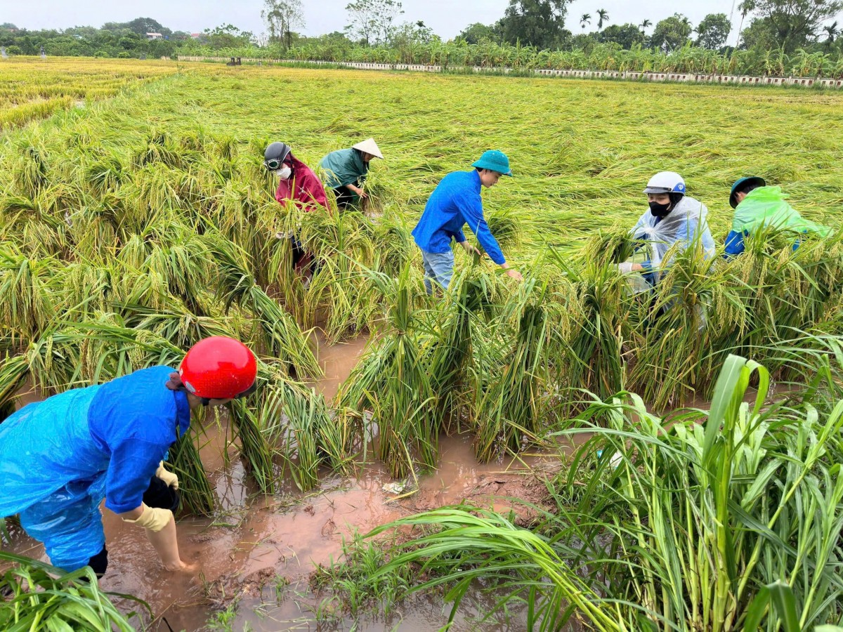 Đoàn viên thanh niên huyện Phúc Thọ giúp người dân dựng lại diện tích lúa bị đổ sau cơn bão. (ẢNH: Thành đoàn Hà Nội)